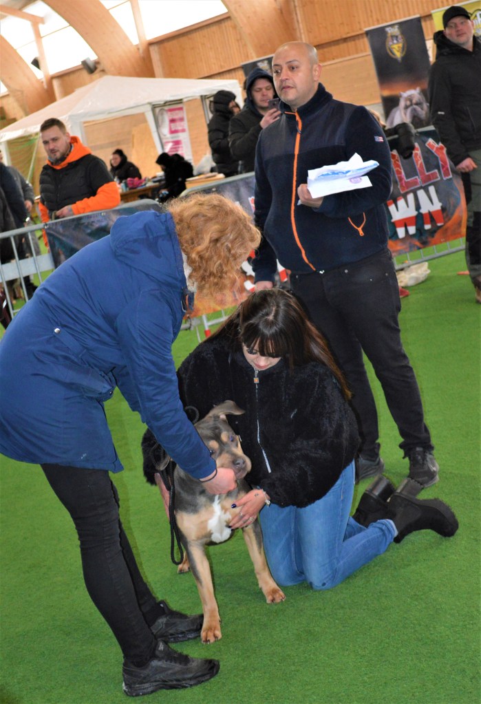 Domare Ahad Arabzadeh och utställare på ABR-Show i Jönköping