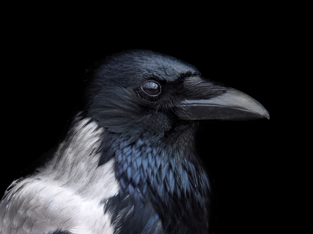 Stor utställning om Häxor på Kalmar Slott i 2024